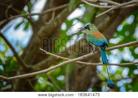 Rear view of Momotus momota, bird with green body and turquoise crown with long, racquet-tipped tail