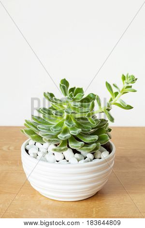 houseplant Echeveria leucotricha in white pot