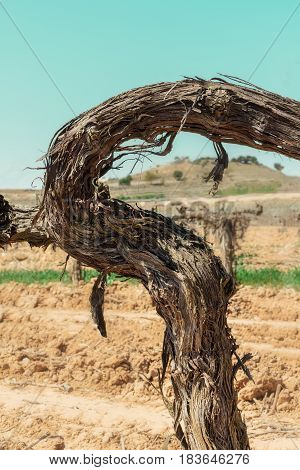 A photo of a vine in spring, with selective focus and a place for text