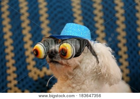 A Bichon Frise wears her Blue Glittery Hat and Googly Eye glasses as a gag or Halloween costume