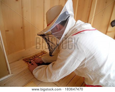 The photo shows beehive honey nectar hive swarm bees honeycomb wax private apiary wildlife animals bee wings beeswax.