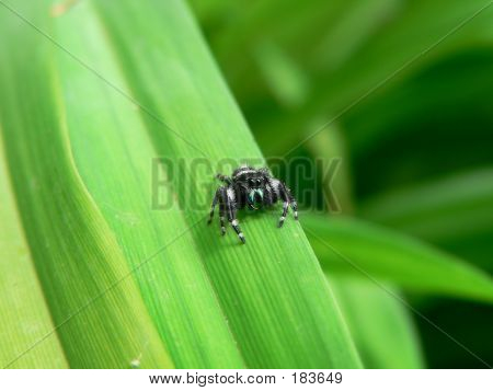 Spider 007