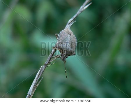 Stinkbug 002