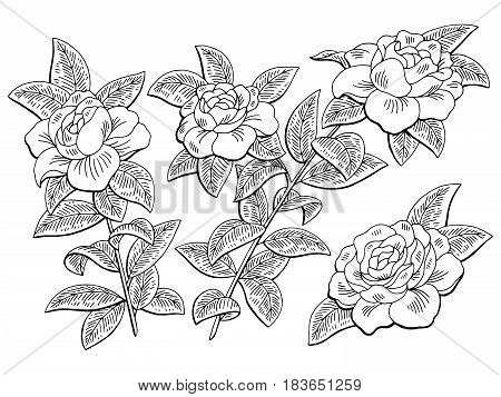Gardenia flower branch graphic black white isolated sketch illustration vector