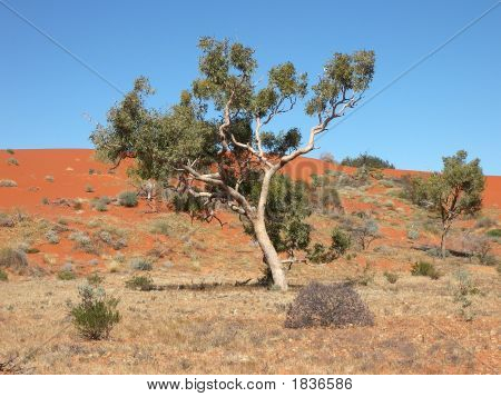 Gum Tree nel deserto