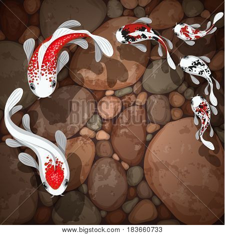 carps koi fish underwater pond vector illustration
