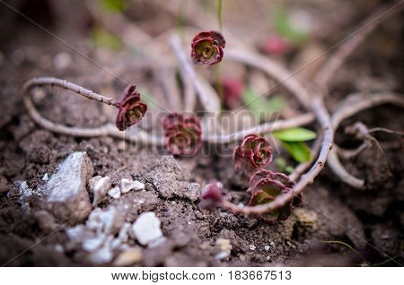 Green And Red Succulent Flower Ornament On The Basis Of Saxifrage