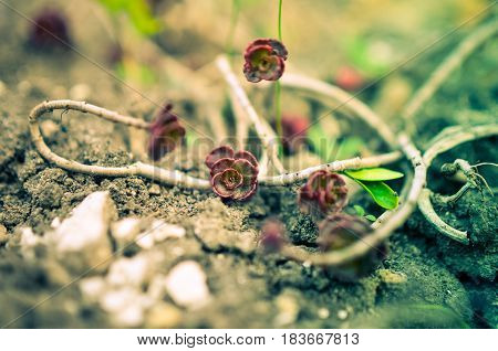 Green And Red Succulent Flower Ornament On The Basis Of Saxifrage