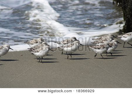 Westerse strandloper vogels
