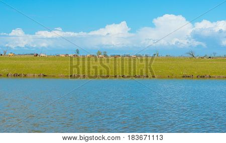 Horses in a meadow in wetland in spring