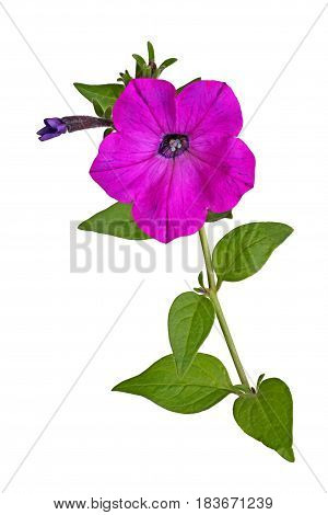 Single stem with a bright-magenta flower and developing bud of petunias (Petunia hybrida) isolated against a white background