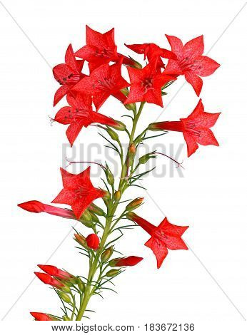 Single stem with bright-red flowers of Ipomopsis aggregata cultivar Hummingbird also called scarlet trumpet scarlet gilia or skyrocket isolated against a white background