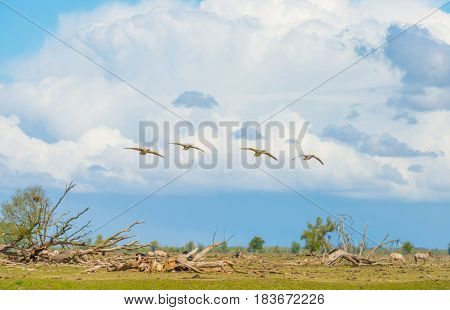 Flock of geese flying in a blue cloudy sky over wetland  in spring