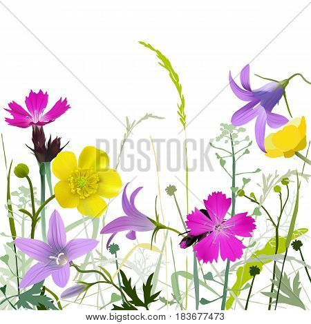 Meadowflowers-w