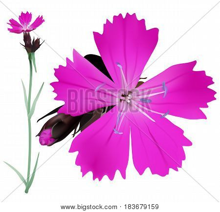 Dianthus Copy
