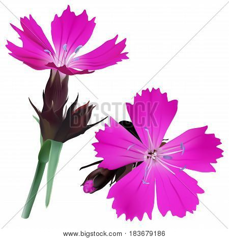Dianthus