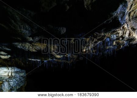 Larva stage of Glowworm hanging down from the roof of the cave on a short silken thread New Zealand