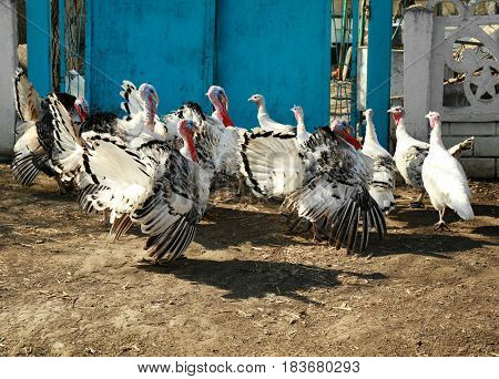 Group of turkey near green gates on stockyard
