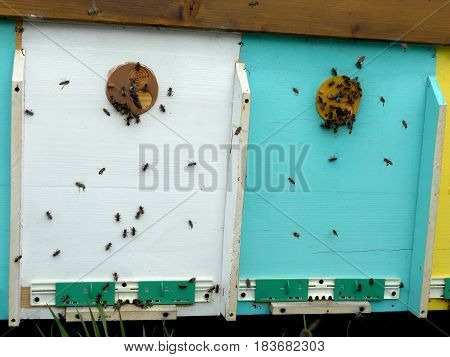 The photo shows beehive honey nectar hive swarm bees honeycomb wax private apiary wildlife animals bee wings beeswax.