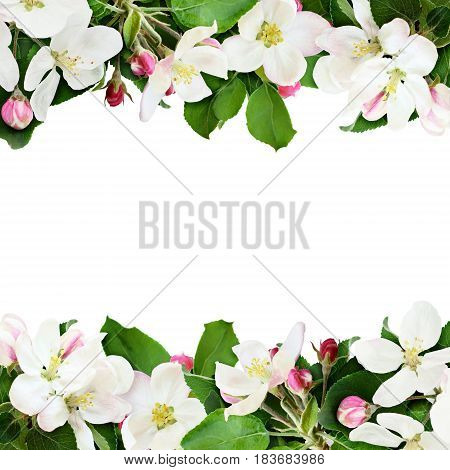 Aplle tree flowers and buds borders isolated on white