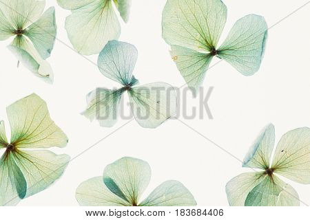 dry hydrangea flowers