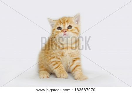 Charming yellow gentle kitten. Striped baby cat isolated on white.
