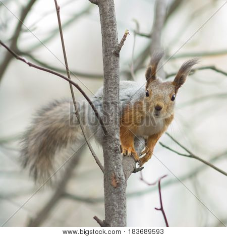 Eurasian red squirrel at tree branches close-up portrait selective focus shallow DOF.