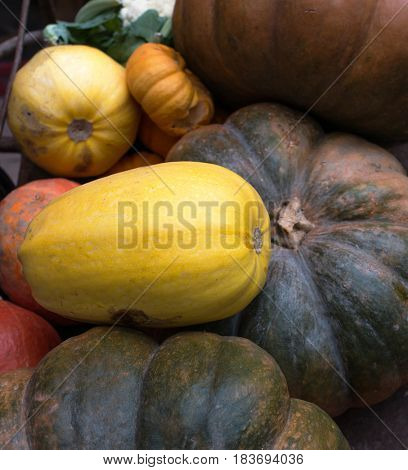 Selection of squash and  pumpkins of different varieties