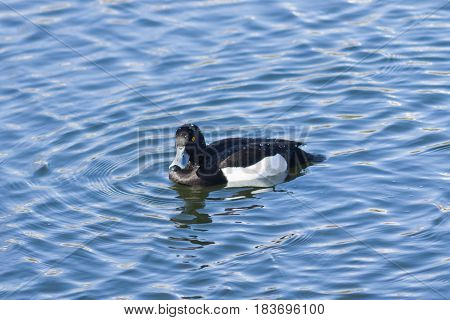 Male Tufted Duck or Aythya fuligula swimming in pond close-up portrait selective focus shallow DOF.