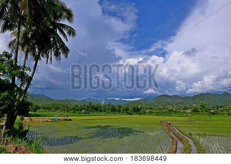 rice field in thailand, with cloudy sky