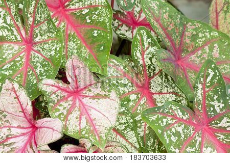 Caladium selective on the green Leaf in garden