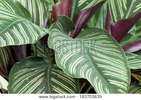 Caladium selective on the green Leaf in garden