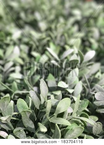 Abstract of beautiful green creeper (Dischidia nummularia Variegata) selective focus