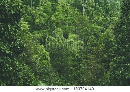 tropical forest view , green nature texture, jungle view background