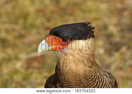 Portrait of a southern crested caracara in Patagonia, Chile