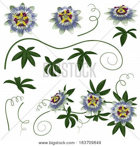 Passiflora exotic flowers and leaves set. Parts for preparation of floral compositions.