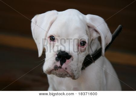 hvide boxer hvalp