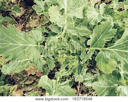 A Small Oilseed Rape Plant On Wet Humus Clay. The Quality Check Of Oilseed Rape