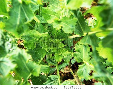 Young Rapeseed (brassica Napus), Well Known As Rape Or Rapaseed. Detail View Into Small Plants In Fi