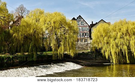 Landscape with weeping willows on the river