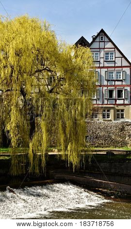 Landscape with weeping willows on the river