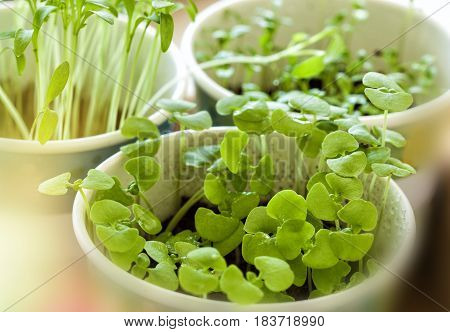 Basil seedlings in a pot on a table in an urban garden.