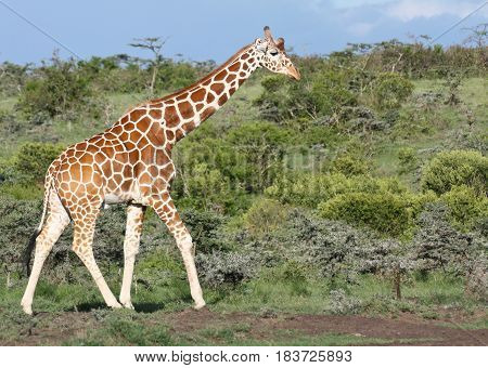 Reticulated giraffe walking against green bushy background