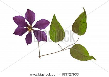 Pressed and dried flower clematis with green leaves. Isolated on white background. For use in scrapbooking floristry (oshibana) or herbarium.