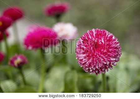 Pink English Daisies - Bellis Perennis. Spring Flowers.