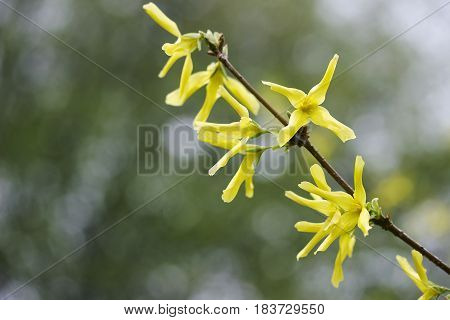 Forsythia Brunch Beautiful Blooming Spring Yellow Flowers.
