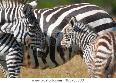 A plains zebra mare looks lovingly at her newborn foal