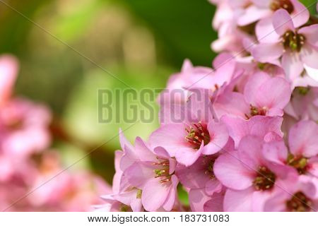 Closeup of beautiful pink Bergenia cordifolia flowers (Elephant's ears Badan)