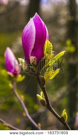 decoration of few magnolia flowers. pink magnolia flower. Magnolia. Magnolia flower