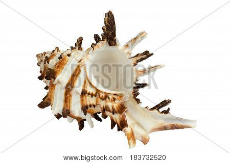 A spiral seashell isolated on white background.